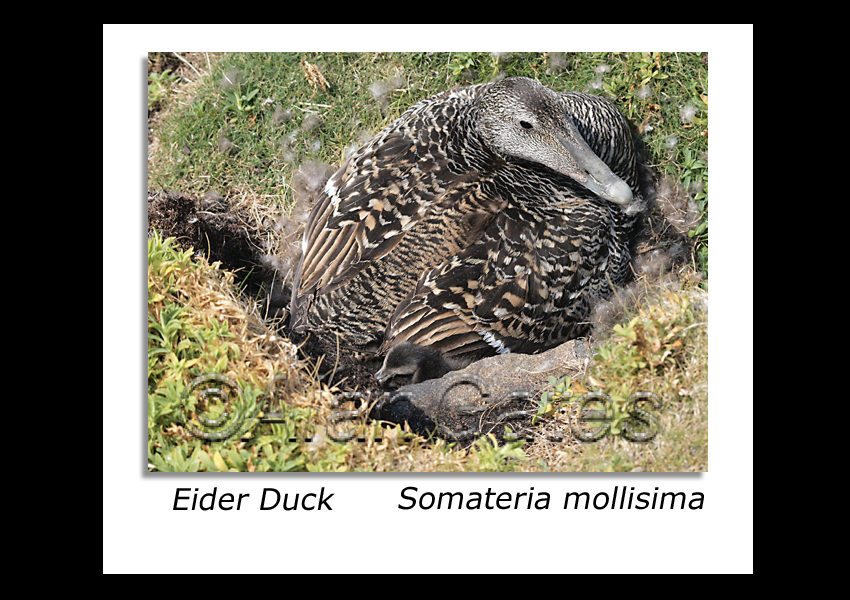 Eider Duck with Duckling